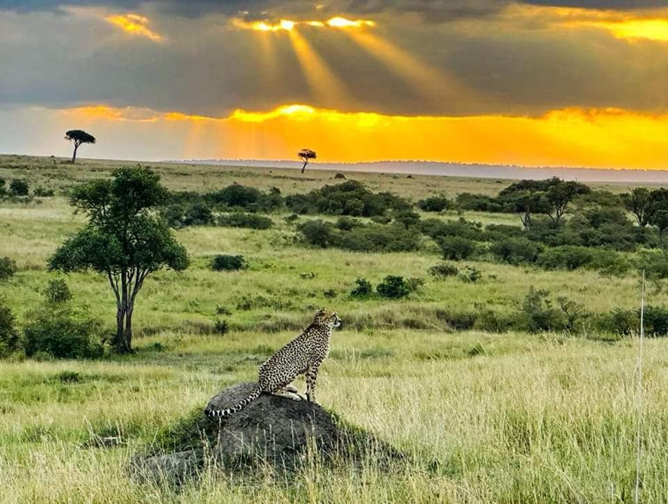 فندق Leruk Maasai Mara Camp Sekenani المظهر الخارجي الصورة