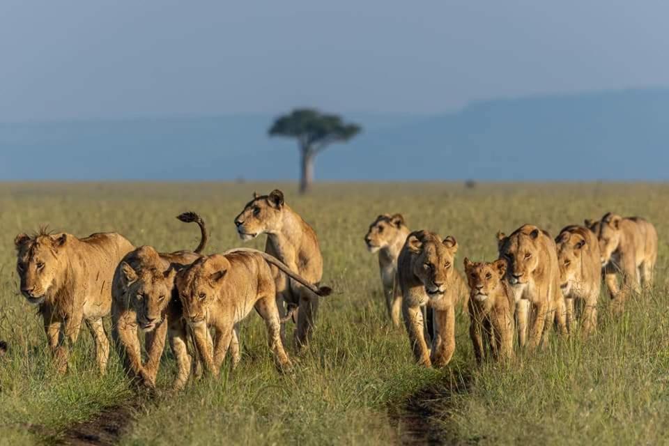 فندق Leruk Maasai Mara Camp Sekenani المظهر الخارجي الصورة