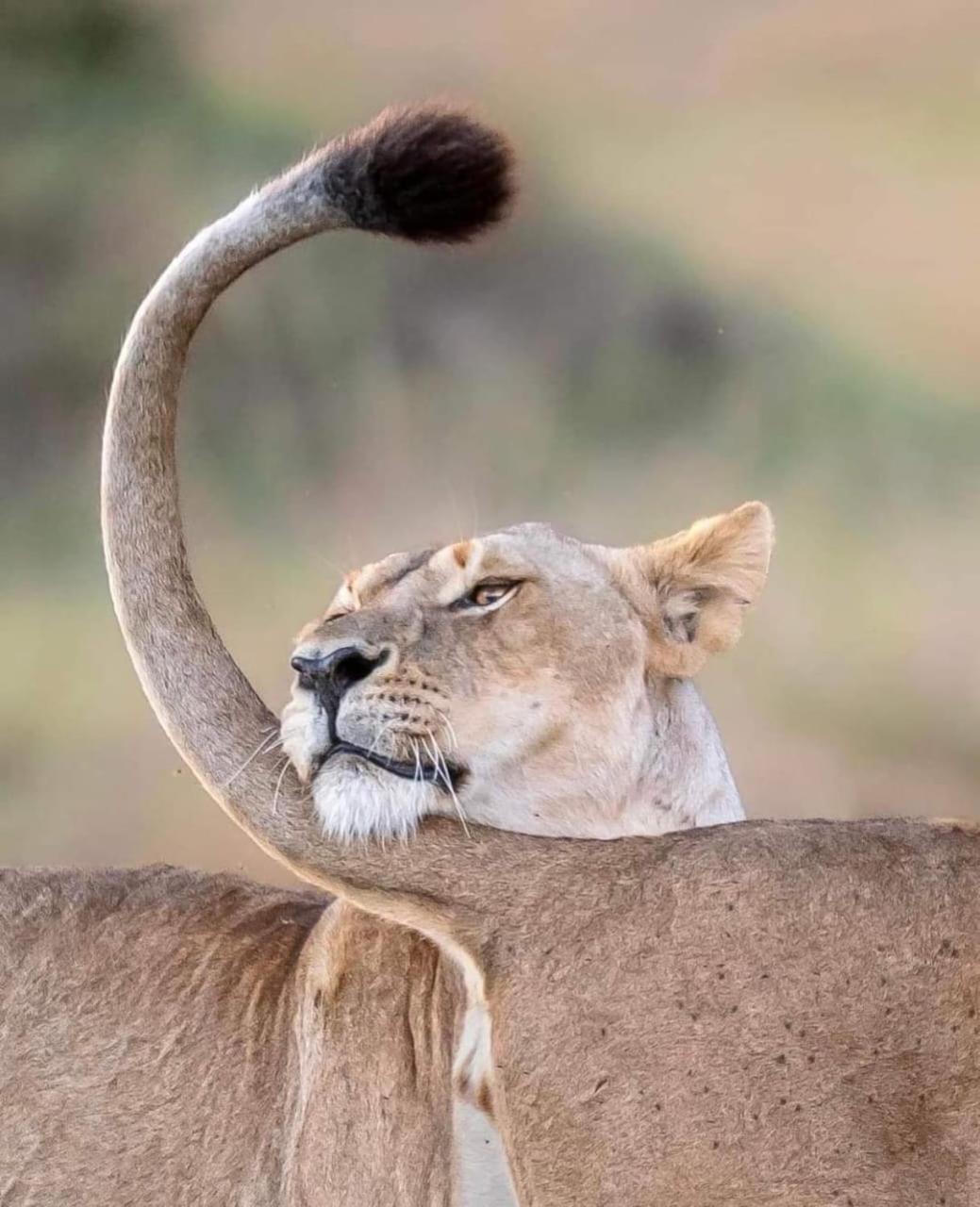 فندق Leruk Maasai Mara Camp Sekenani المظهر الخارجي الصورة