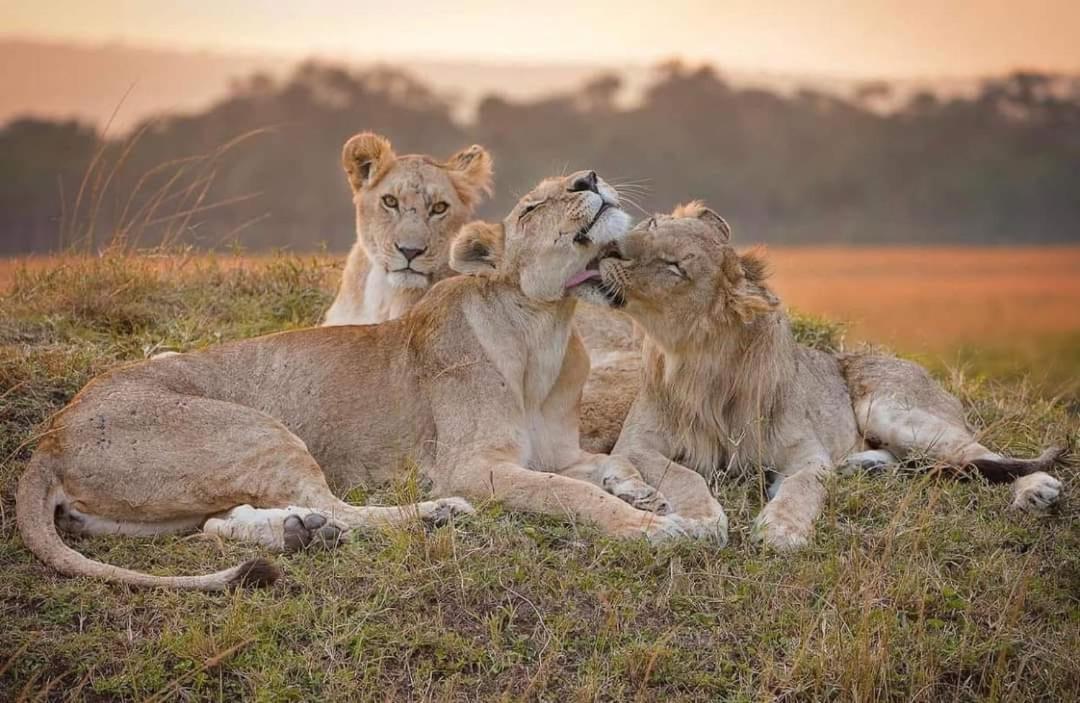 فندق Leruk Maasai Mara Camp Sekenani المظهر الخارجي الصورة