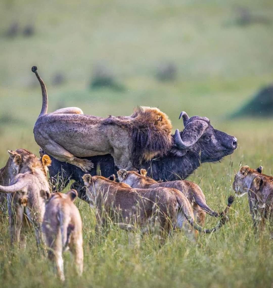 فندق Leruk Maasai Mara Camp Sekenani المظهر الخارجي الصورة