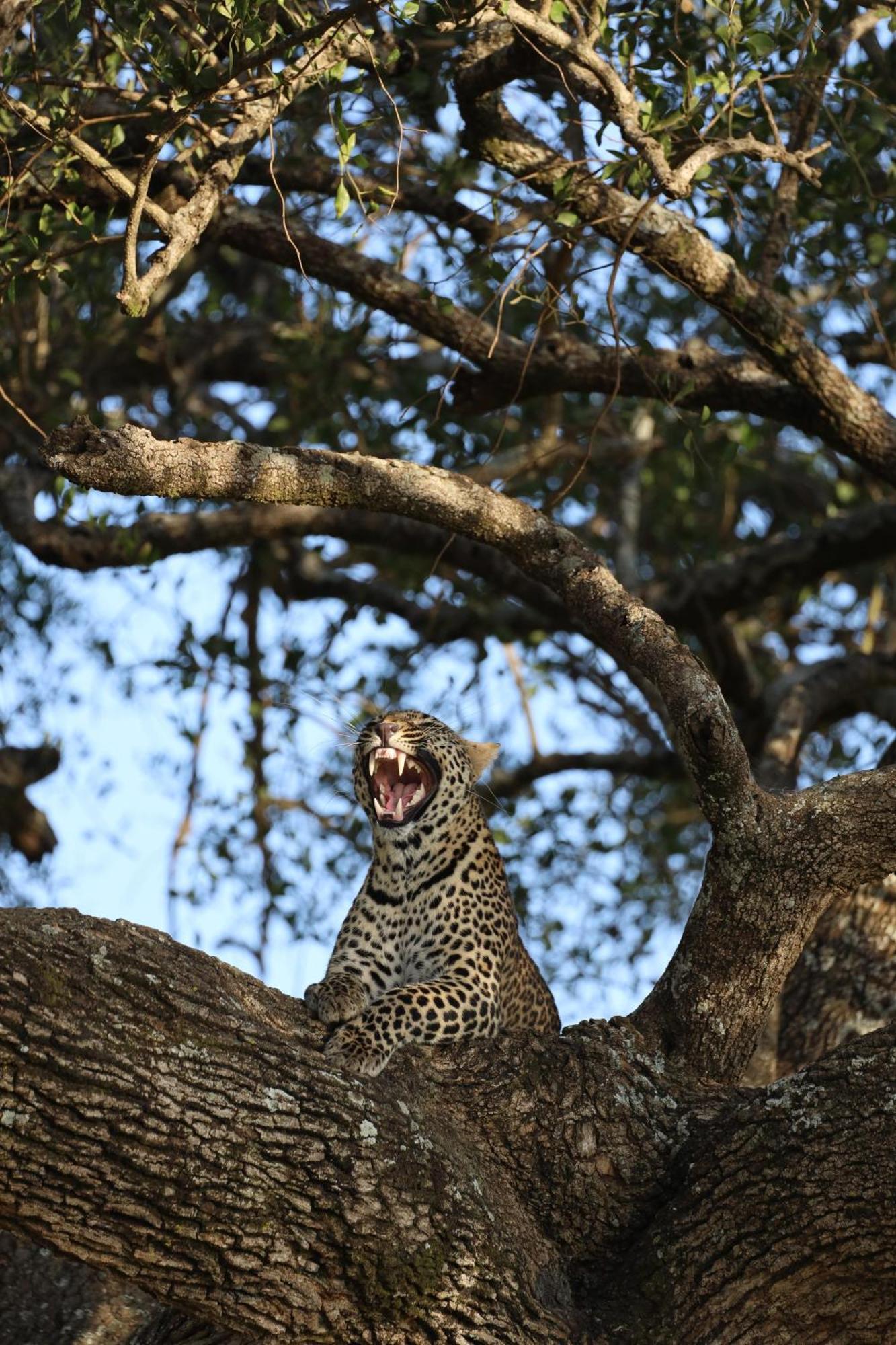 فندق Leruk Maasai Mara Camp Sekenani المظهر الخارجي الصورة